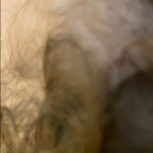 Meet your Posher, Precious